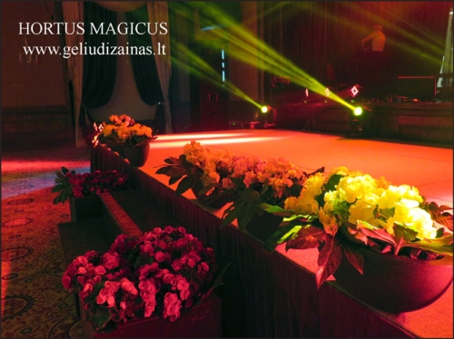 Puošimas HORTUS MAGICUS gėlių dizainas