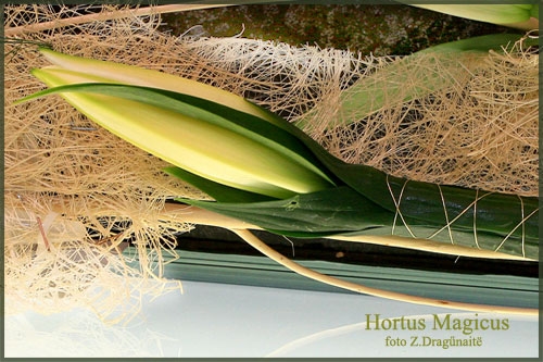 Puošimas HORTUS MAGICUS gėlių dizainas