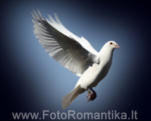 Balandžių nuoma Akcija! Balti balandžiai vestuvėms, krikštynoms.