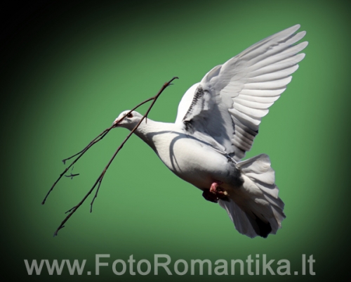 Balandžių nuoma Akcija! Balti balandžiai vestuvėms, krikštynoms.