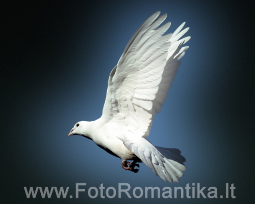 Balandžių nuoma Akcija! Balti balandžiai vestuvėms, krikštynoms.