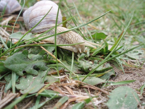 Sodybos, dvarai, vilos Jomantu Slenio sodyba