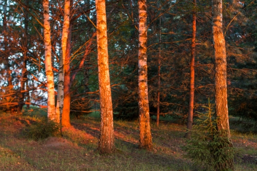 Sodybos, dvarai, vilos "Gilužio sodyba"–tai puiki vieta jūsų šventei!