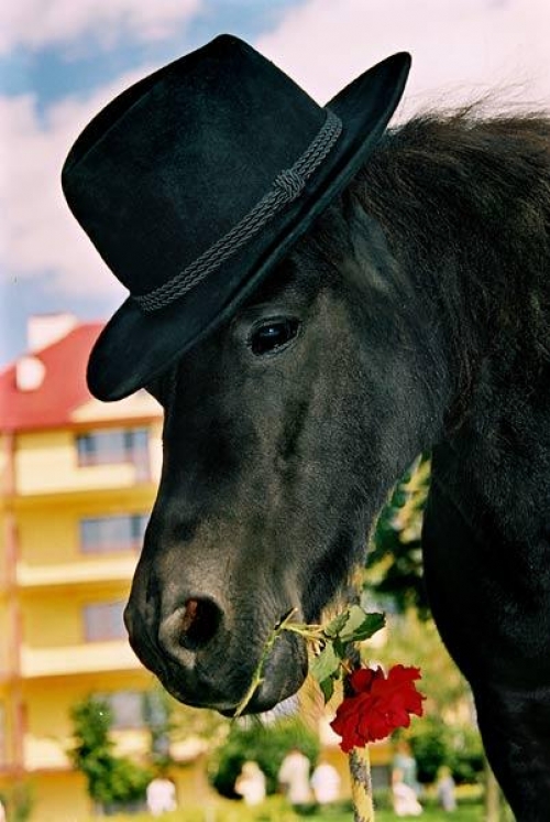 Foto paslaugos, fotografija Fotografas Vestuvėms - Walentinas Ronil