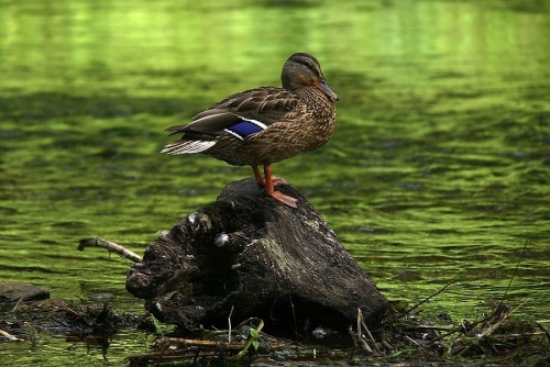 Foto paslaugos, fotografija Fotografas Vestuvėms - Walentinas Ronil