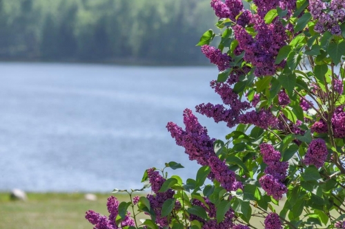 Sodybos, dvarai, vilos "Bielinio Sodyba" Vieta Jūsų vestuvėms, seminarams, poilsiui.