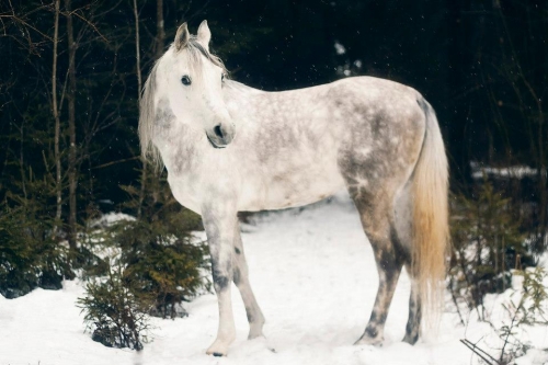 Vestuvių dovanos Žirgų nuoma fotosesijoms