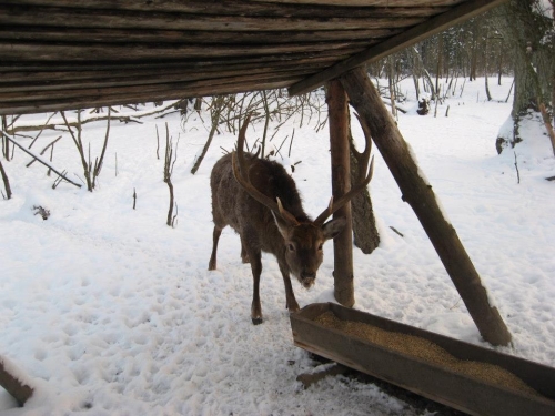 Sodybos, dvarai, vilos Kaimo turizmo sodyba "Sodyba Miške"