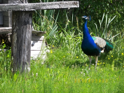 Sodybos, dvarai, vilos Kaimo turizmo sodyba "Sodyba Miške"