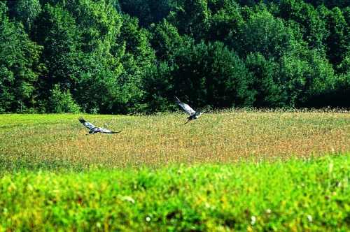 Sodybos, dvarai, vilos Trakų Kompleksas - Vestuvės kaip iš Pasakos