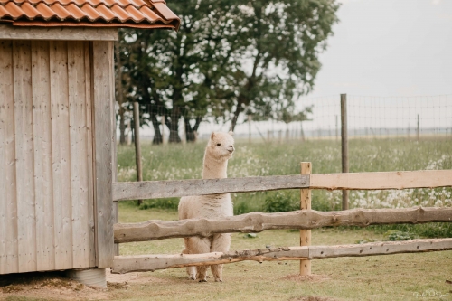 Sodybos, dvarai, vilos Sodeliškių dvaro sodyba - Jūsų tobuloms vestuvėms.